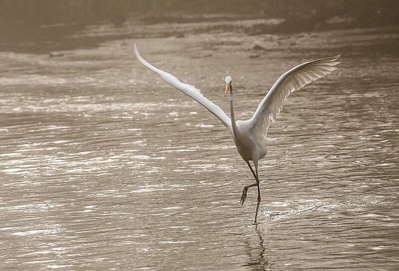 Les-oiseaux-du-marais-BGillot