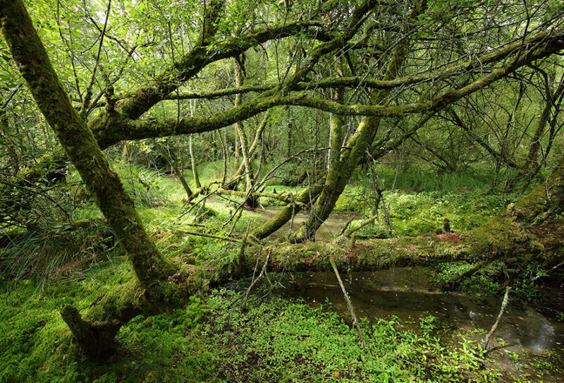 Etang de la lande forêt – Le Grais