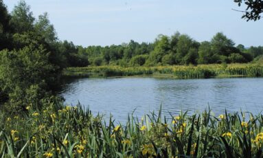 Balade nature / L'Histoire du marais, une passerelle entre hier et aujourd'hui