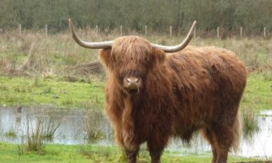 Journées Européennes du Patrimoine - Balade nature : Gestion écologique du Marais