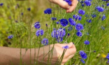 Atelier herboristerie - Les plantes digestives, la rate et l'élément Terre