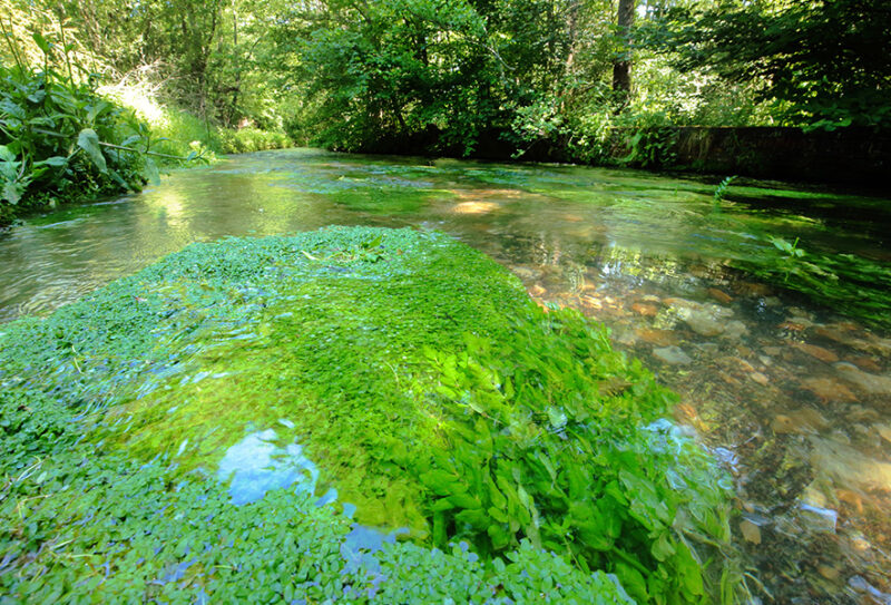 Résurgence Guiel La Ferté en Ouche