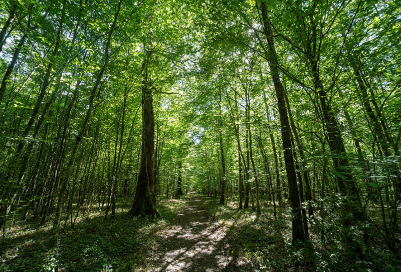 La Forêt de Bourse