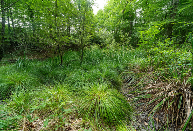 La Forêt de Bourse