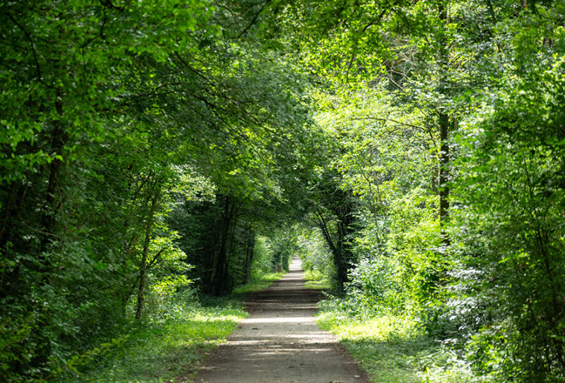 La Forêt de Bourse