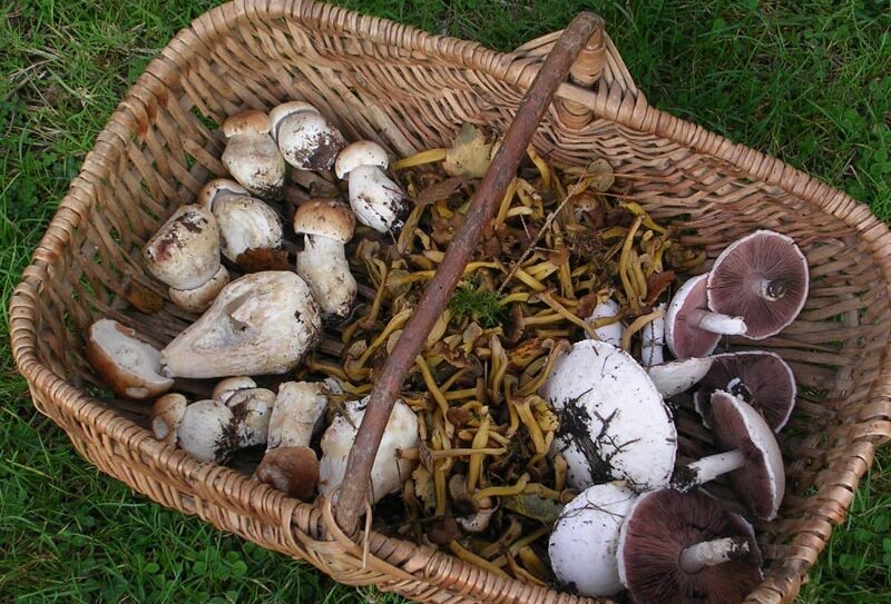 Champignons dans l’Orne