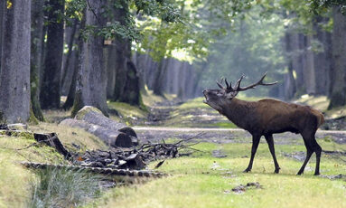 Exposition PARADE « faune, flore et paysages »