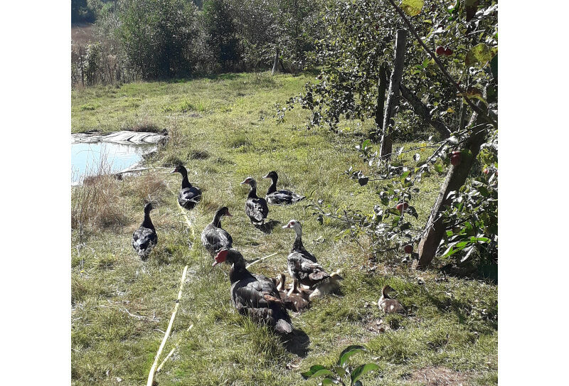 famille-canards-2