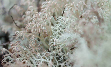 Sortie nature - Lichens, un monde fantastique !