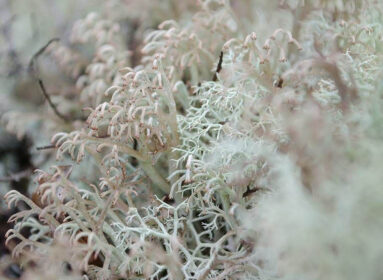 Sortie nature - Lichens, un monde fantastique !