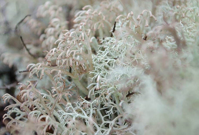 lichens-un-monde-fantastique-clado800-