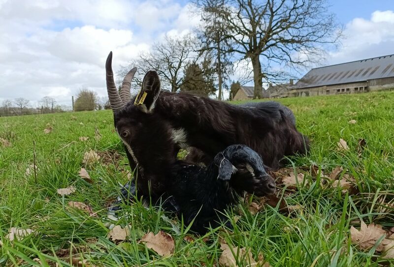 Chèvre et chevreau800