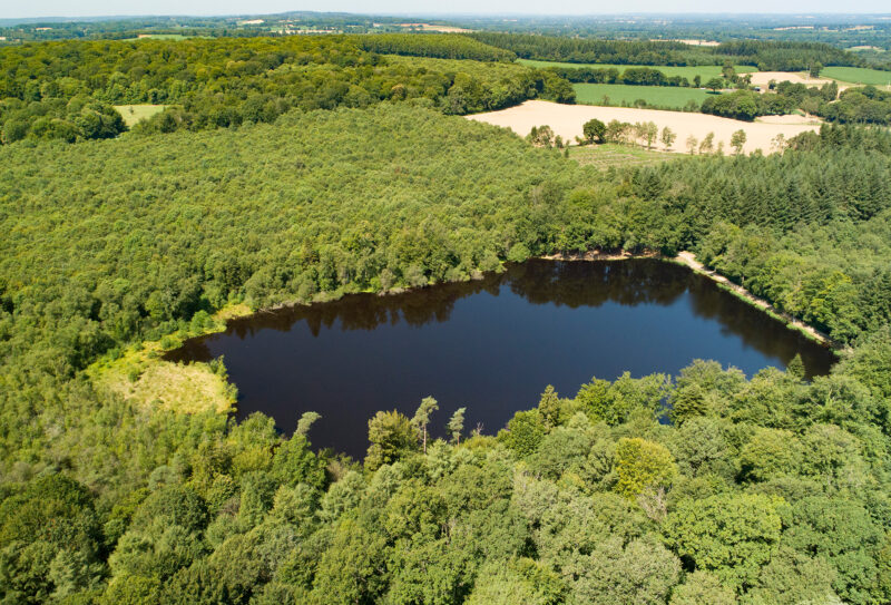 Etang_lande foret_C.AUBERT (1)