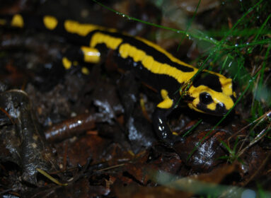 Balade nocturne - Nature et frissons