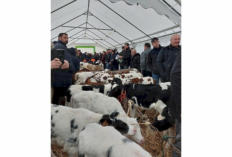 marché aux veaux foire Sainte Catherine