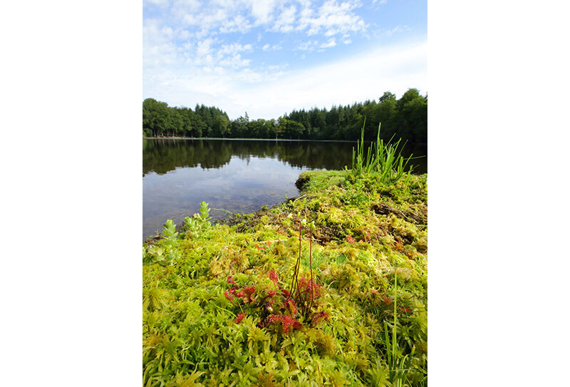 Etang de la lande forêt – Le Grais