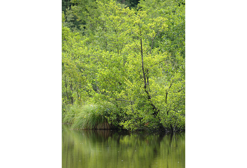 Etang de la lande forêt – Le Grais