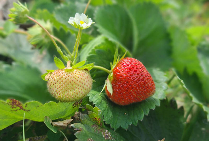 Les vergers du muscardin – fraises et cie  (1)