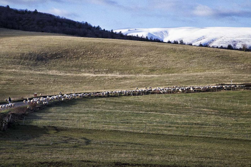 Pâturage d’altitude dans les Monts Sybillins (Marches, Italie)