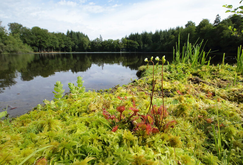 Etang de la lande forêt – Le Grais