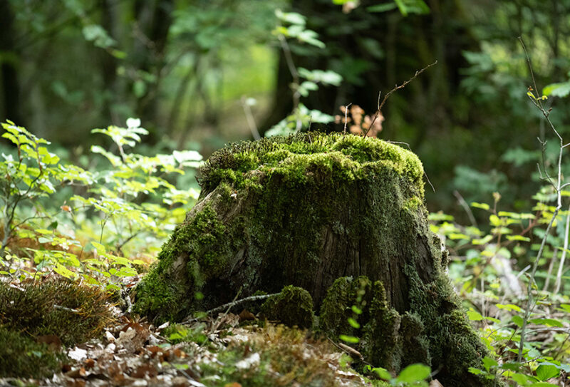 La Forêt de Bourse