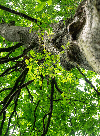 La Forêt de Bourse