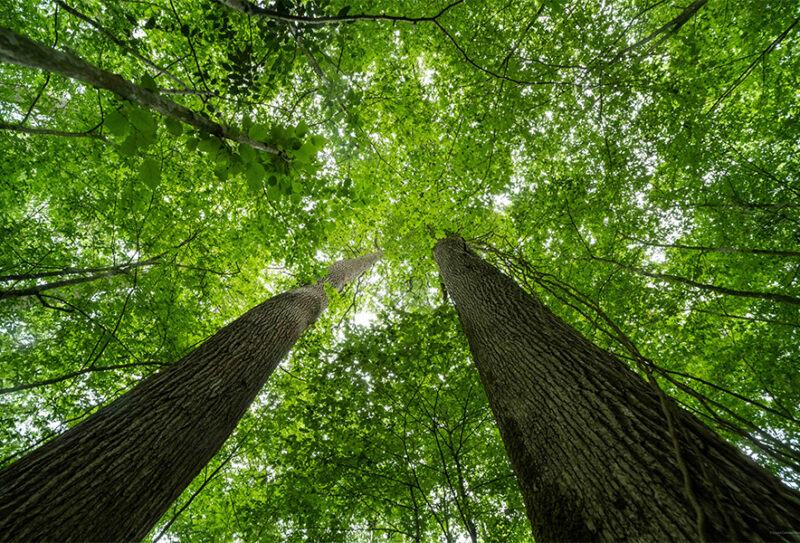 La Forêt de Bourse