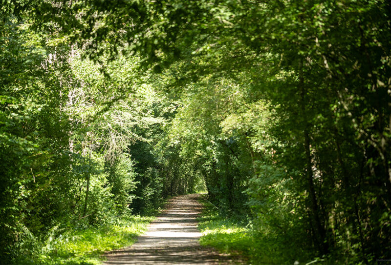 La Forêt de Bourse