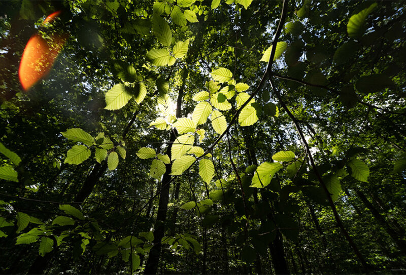 La Forêt de Bourse