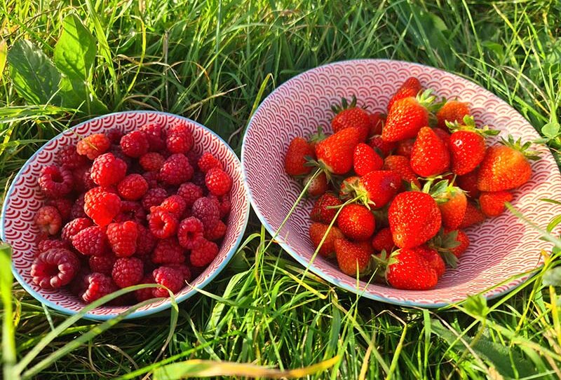 Les vergers du muscardin – fraises et cie  (2)