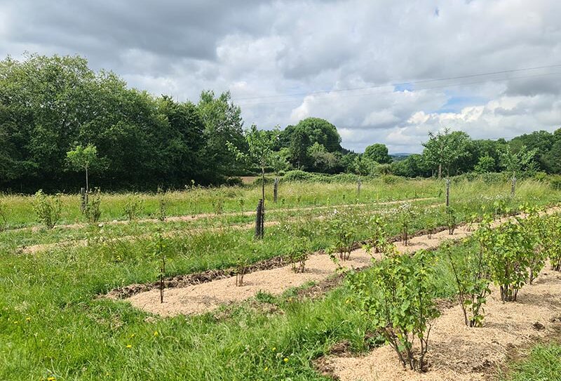 Les vergers du muscardin – paillage