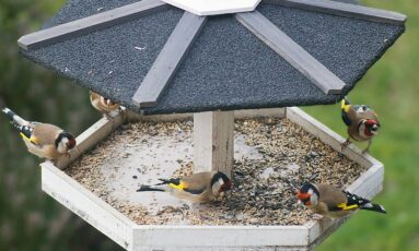 Grand Comptage des oiseaux des parcs et jardins