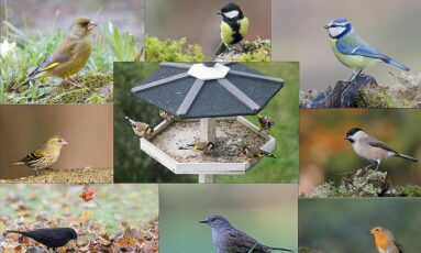 Sortie nature : comptage et reconnaissance des oiseaux