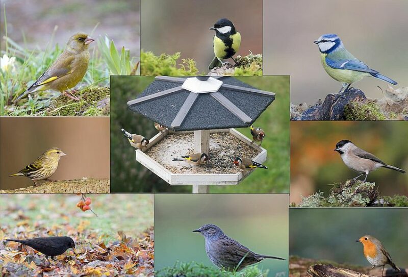 oiseaux des mangeoires © Jacques Rivière